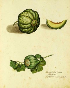 ウリッセアルドロヴァンディ（1522-1605）プレートによる家宝スカッシュは、Piante Fiori Fruttiで公開されました（手塗りの彫刻）。 作： Italian School